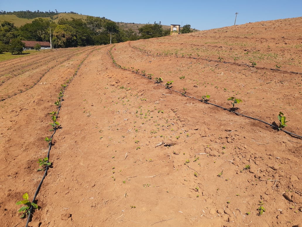 2021 Plantio Mudas Cafe Programa de Qualidade Cafe Conilon 01