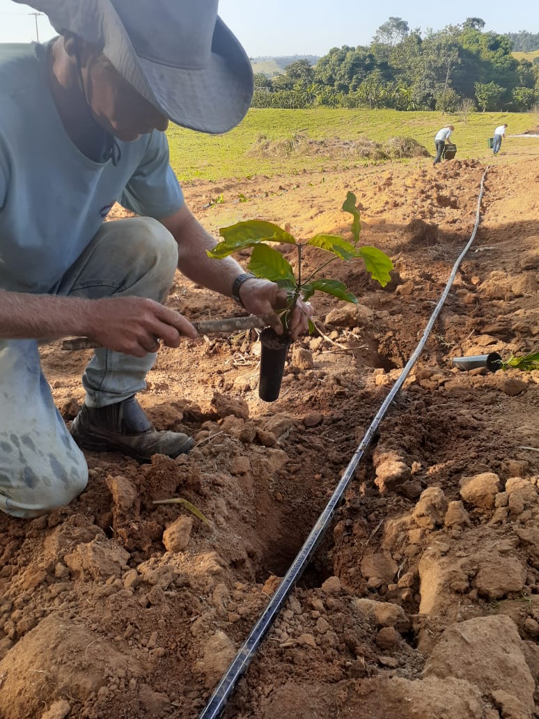 2021 Plantio Mudas Cafe Programa de Qualidade Cafe Conilon 13